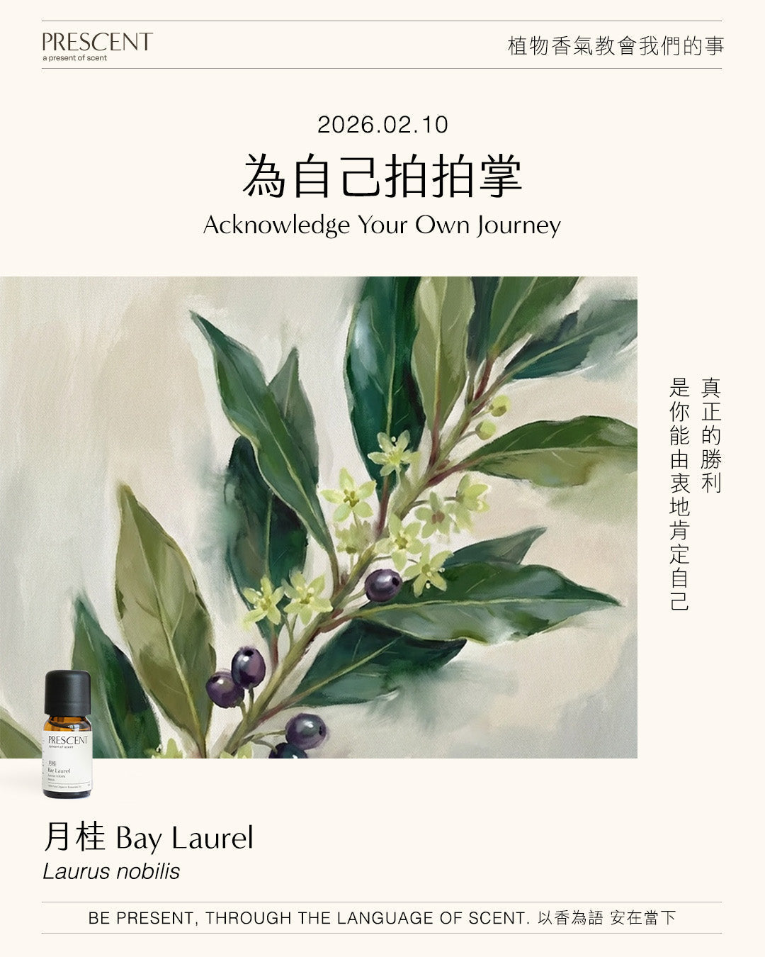 2026.02.10｜月桂 Bay Laurel