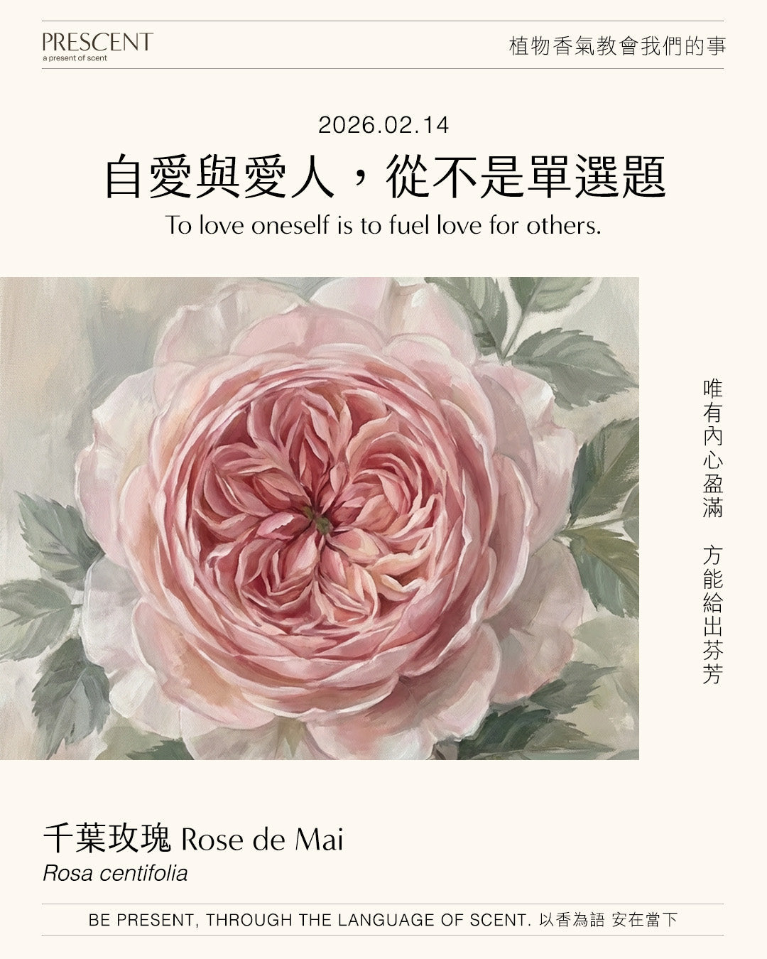 2026.02.14｜千葉玫瑰 Rose de Mai
