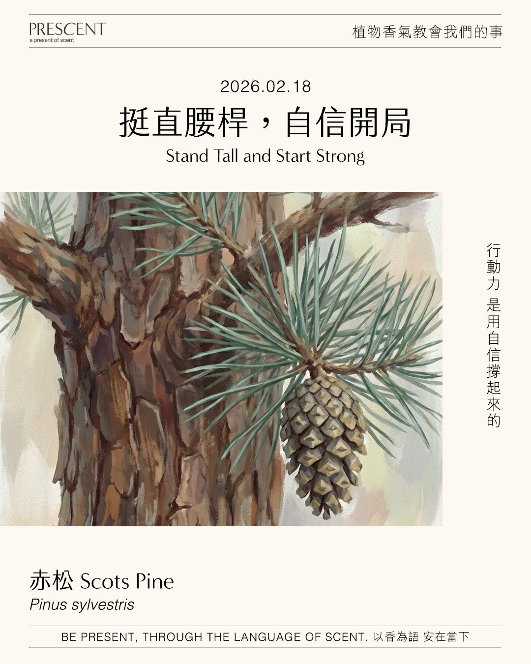 2026.02.18｜赤松 Scots Pine