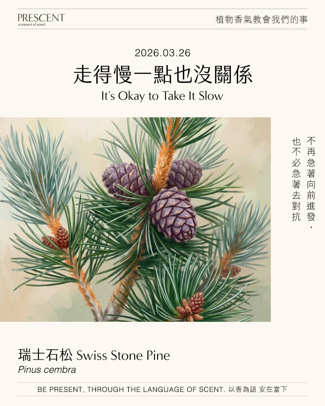 2026.03.26 | 瑞士石松