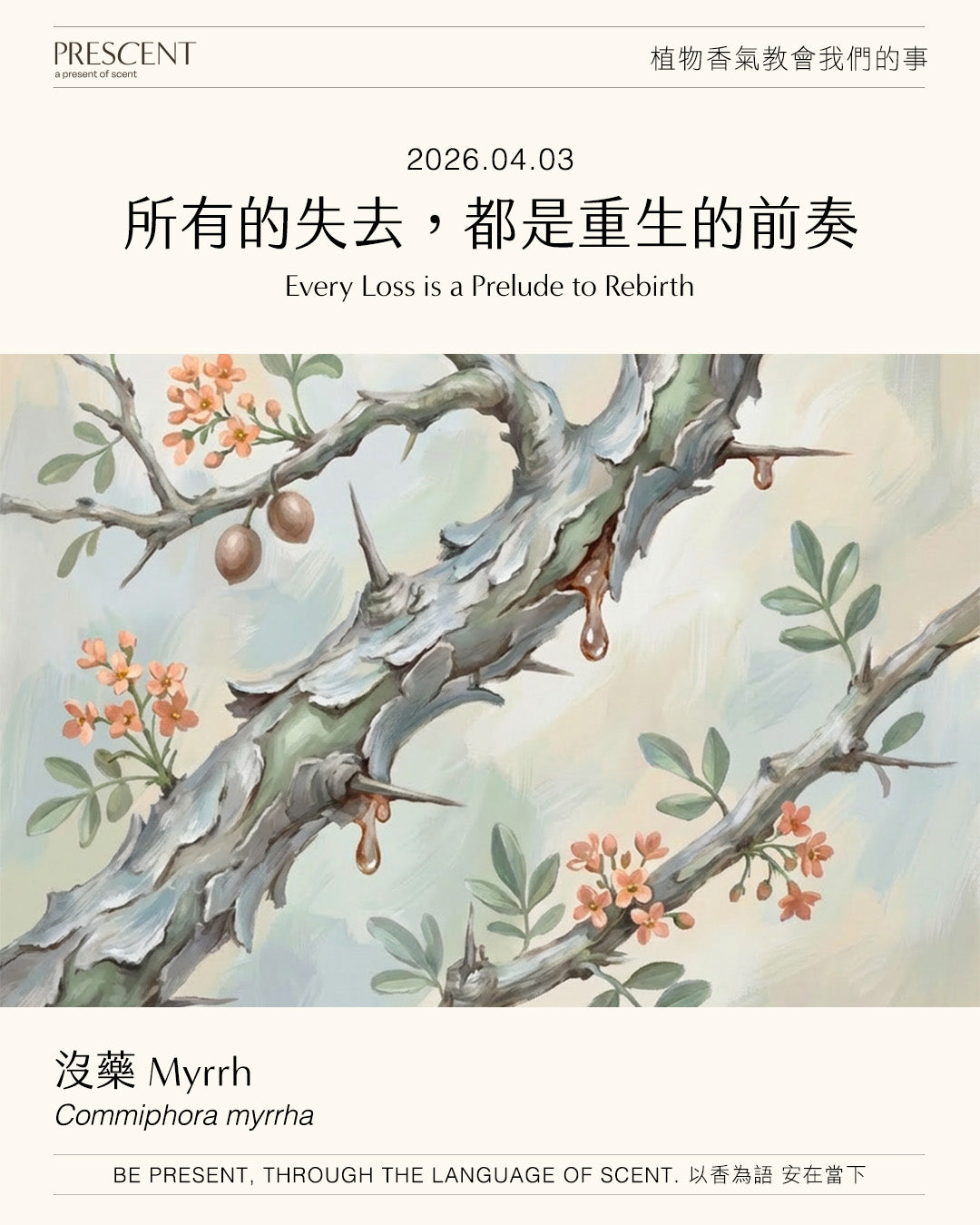2026.04.03 | 沒藥 Myrrh