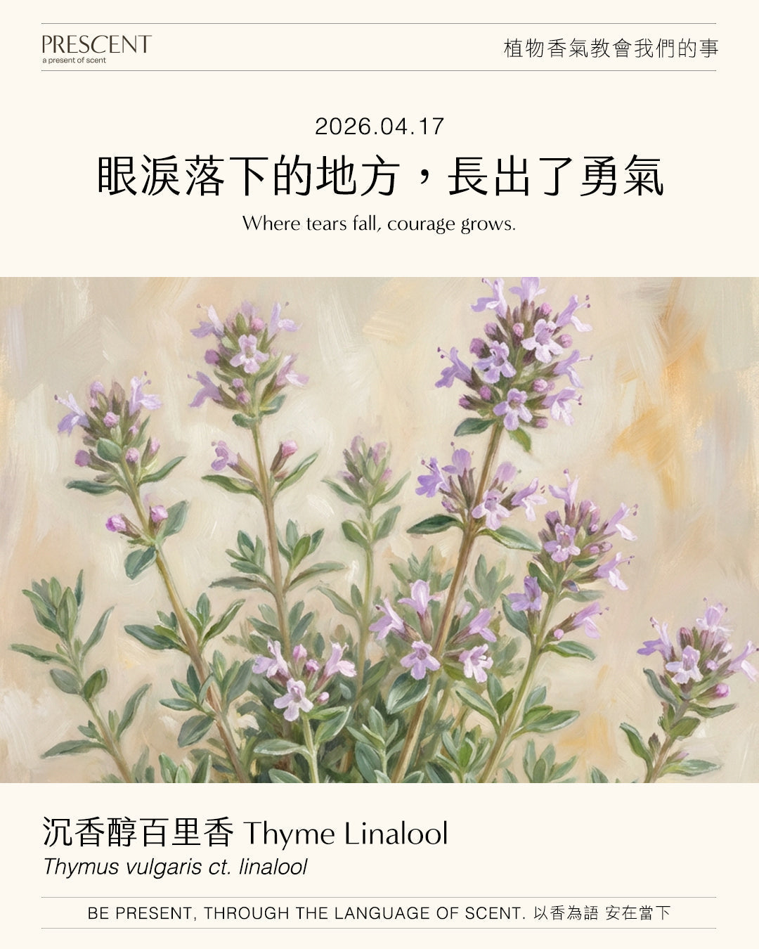 2026.04.17 | 沉香醇百里香 Thyme Linalool