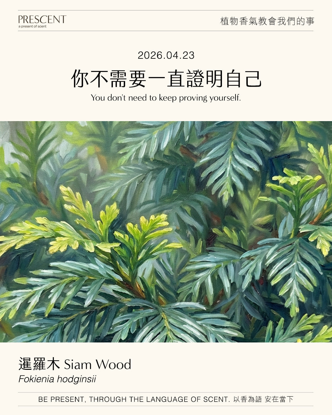 2026.04.23  | 暹羅木 Siam Wood