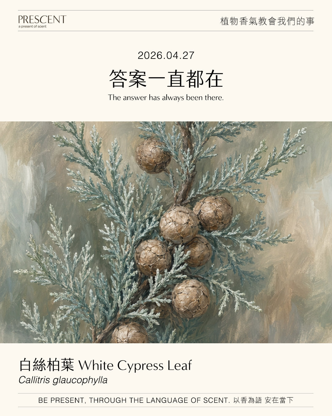 2026.04.27 | 白絲柏葉 White Cypress Leaf