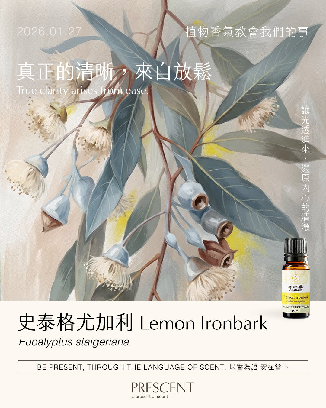2026.01.27｜史泰格尤加利 Lemon Ironbark