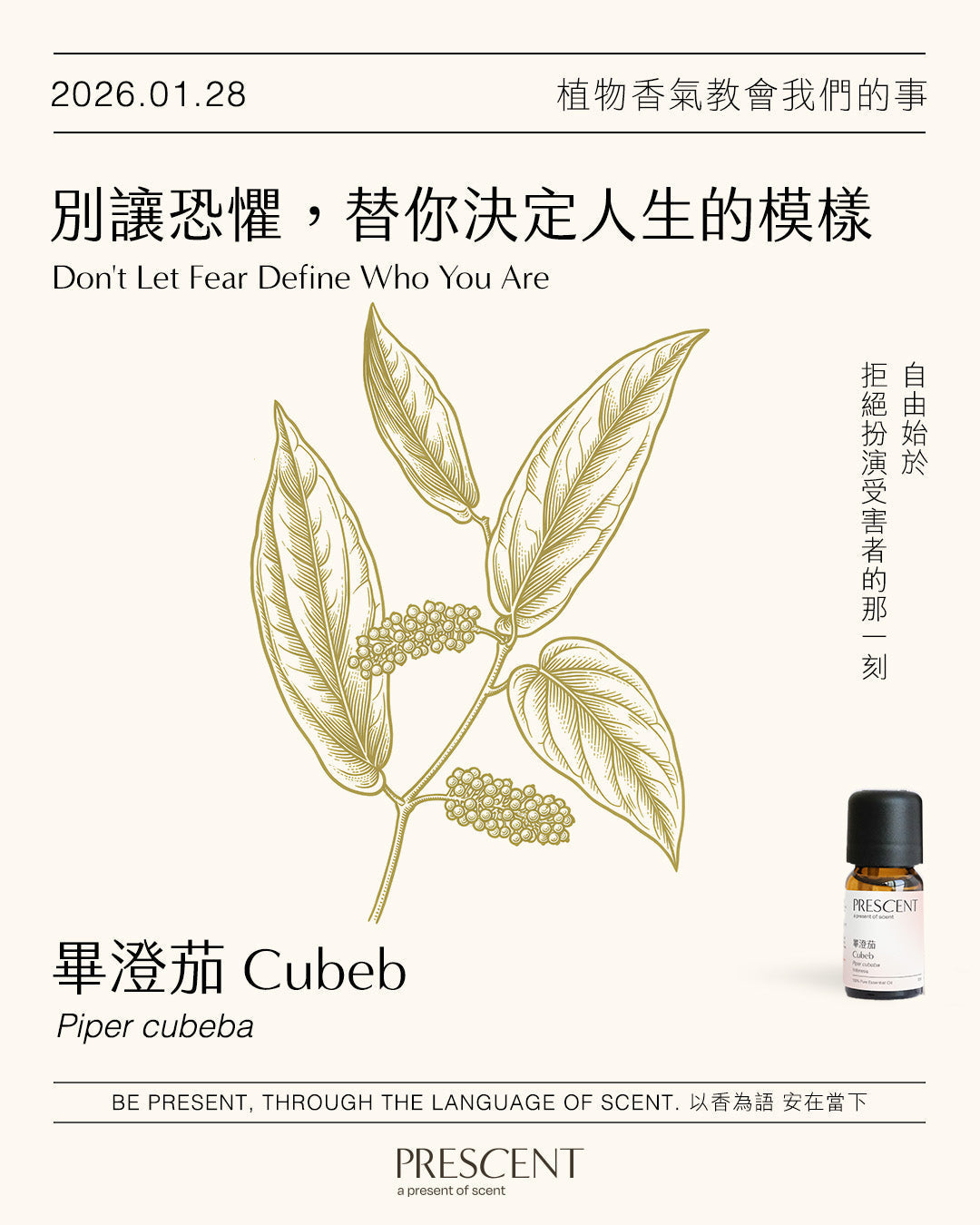 2026.01.28｜畢澄茄 Cubeb
