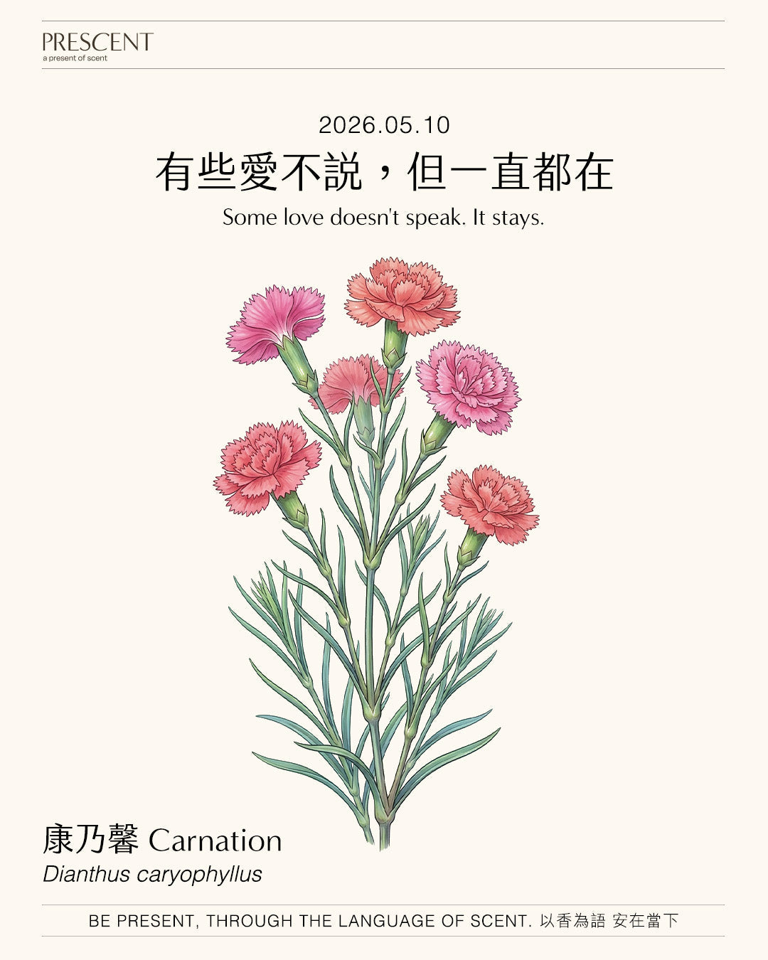 2026.05.10 ｜康乃馨 Carnation