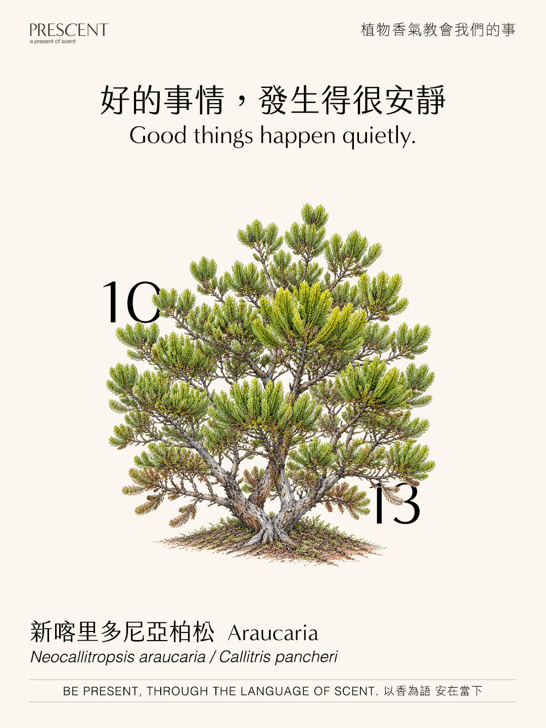 2026.10.13｜新喀里多尼亞柏松 Araucaria