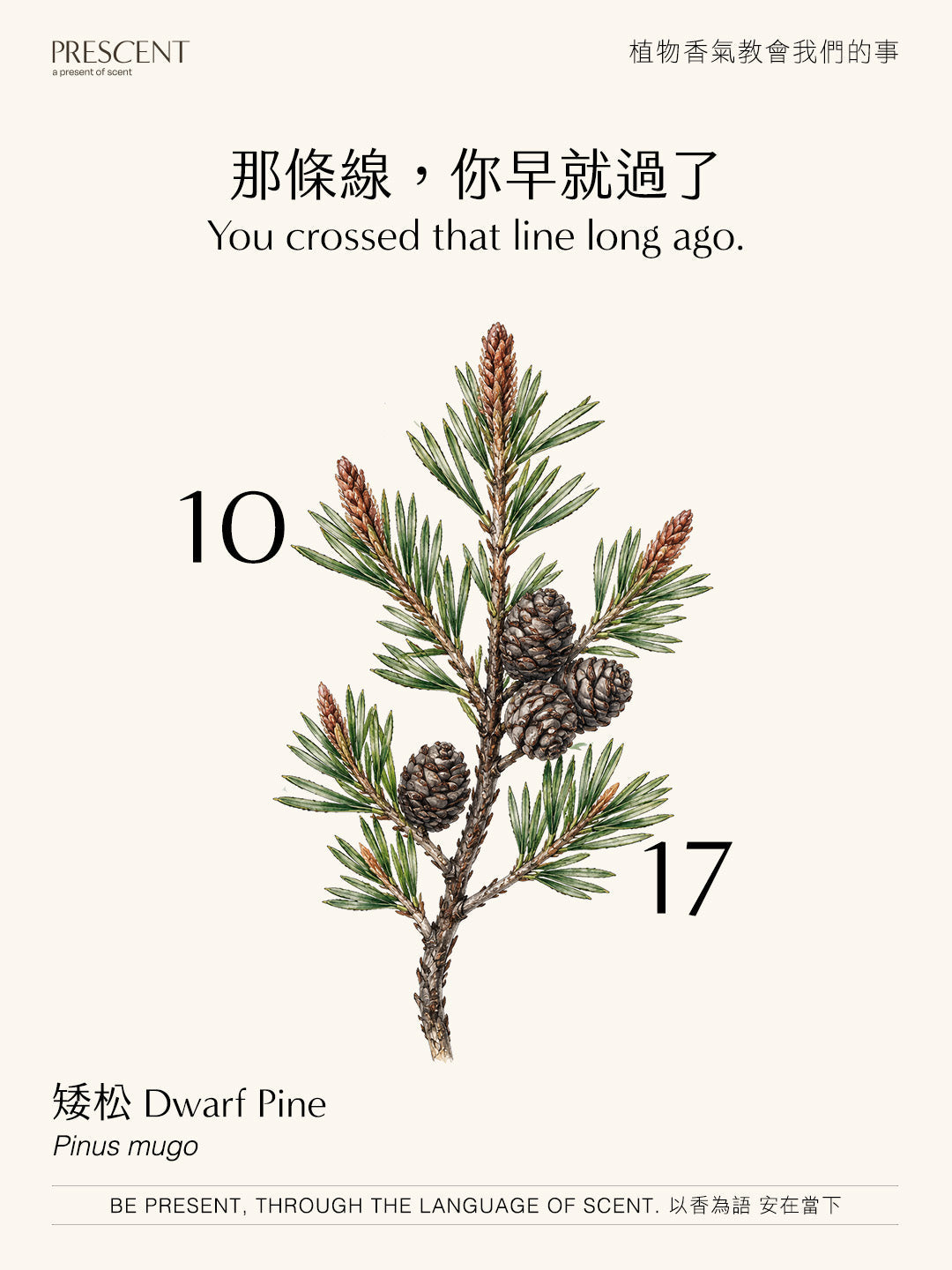 2026.10.17｜矮松 Dwarf Pine