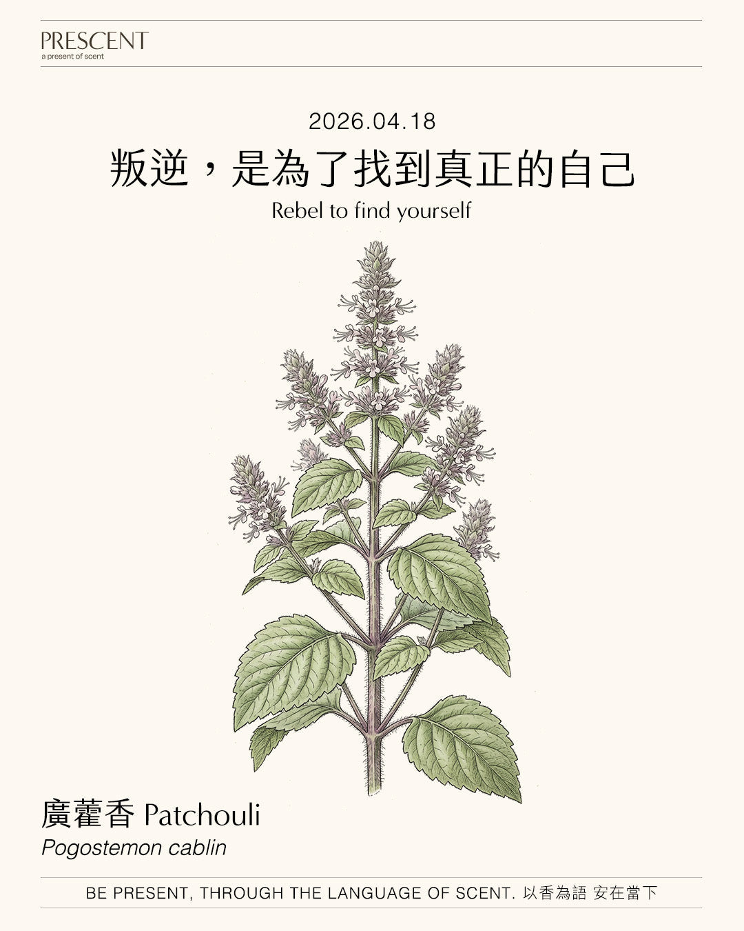 2026.04.18 | 廣藿香 Patchouli