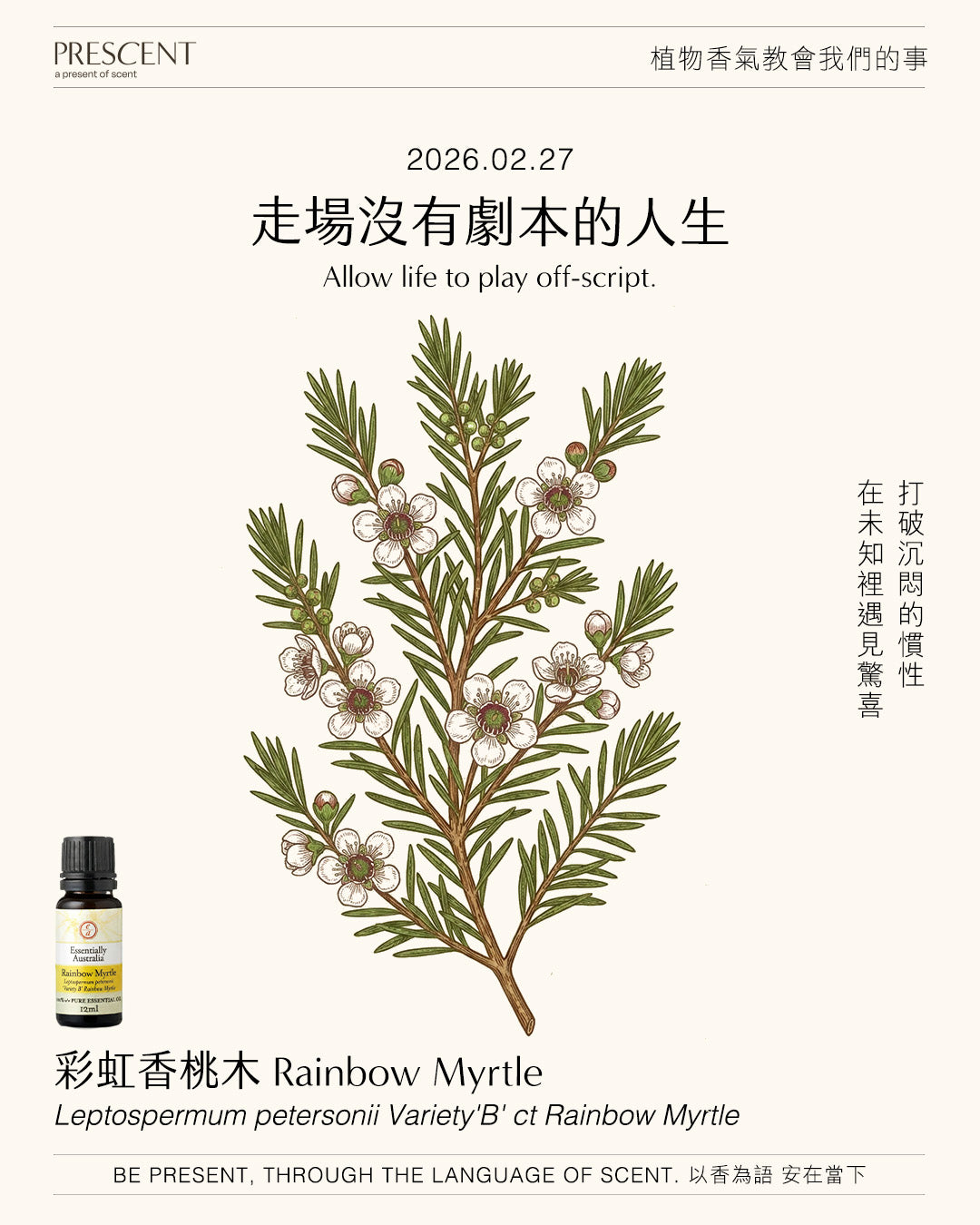 2026.02.27 | 彩虹香桃木 Rainbow Myrtle