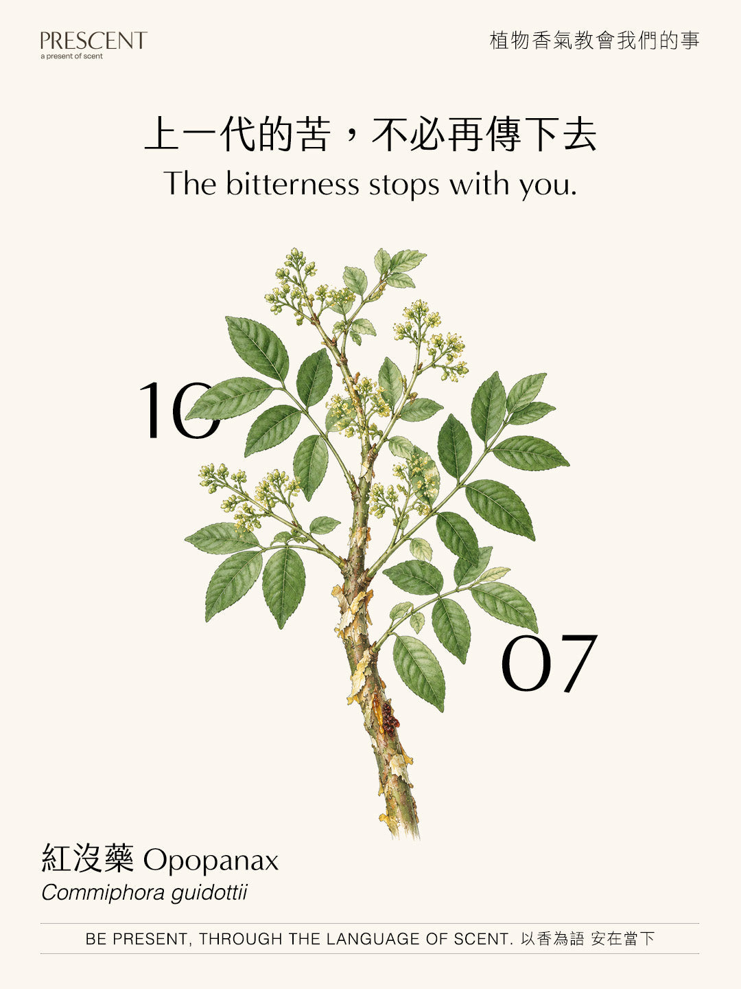 2026.10.07｜紅沒藥 Opopanax