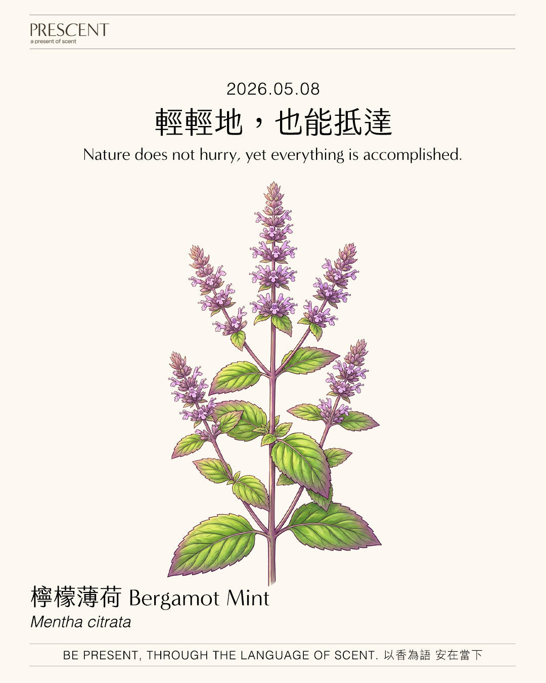 2026.05.08 | 檸檬薄荷 Bergamot Mint