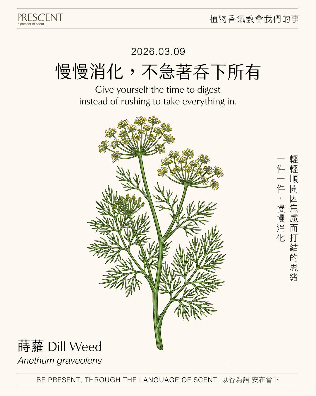 2026.03.09 | 蒔蘿 Dill Weed