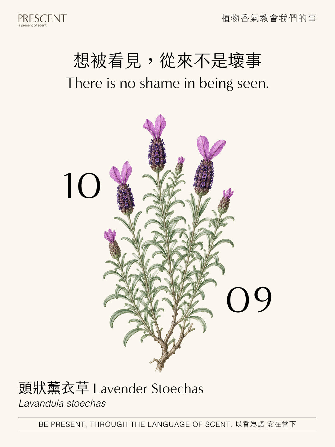 2026.10.09｜頭狀薰衣草 Lavender Stoechas