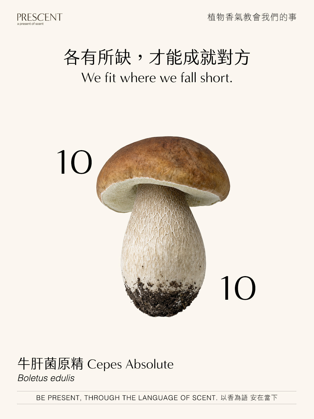 2026.10.10｜牛肝菌原精 Cepes Abs