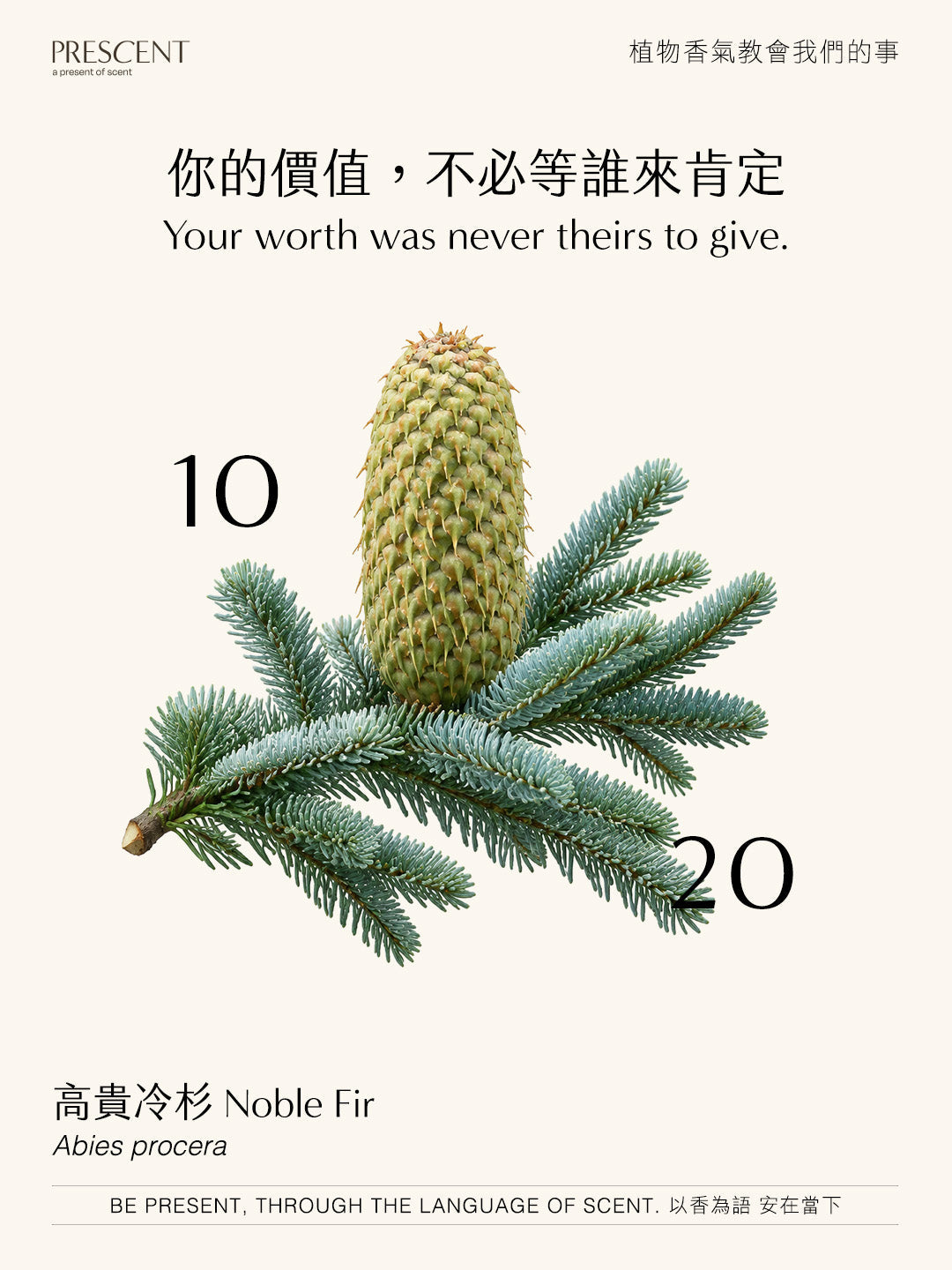 2026.10.20｜高貴冷杉 Noble Fir