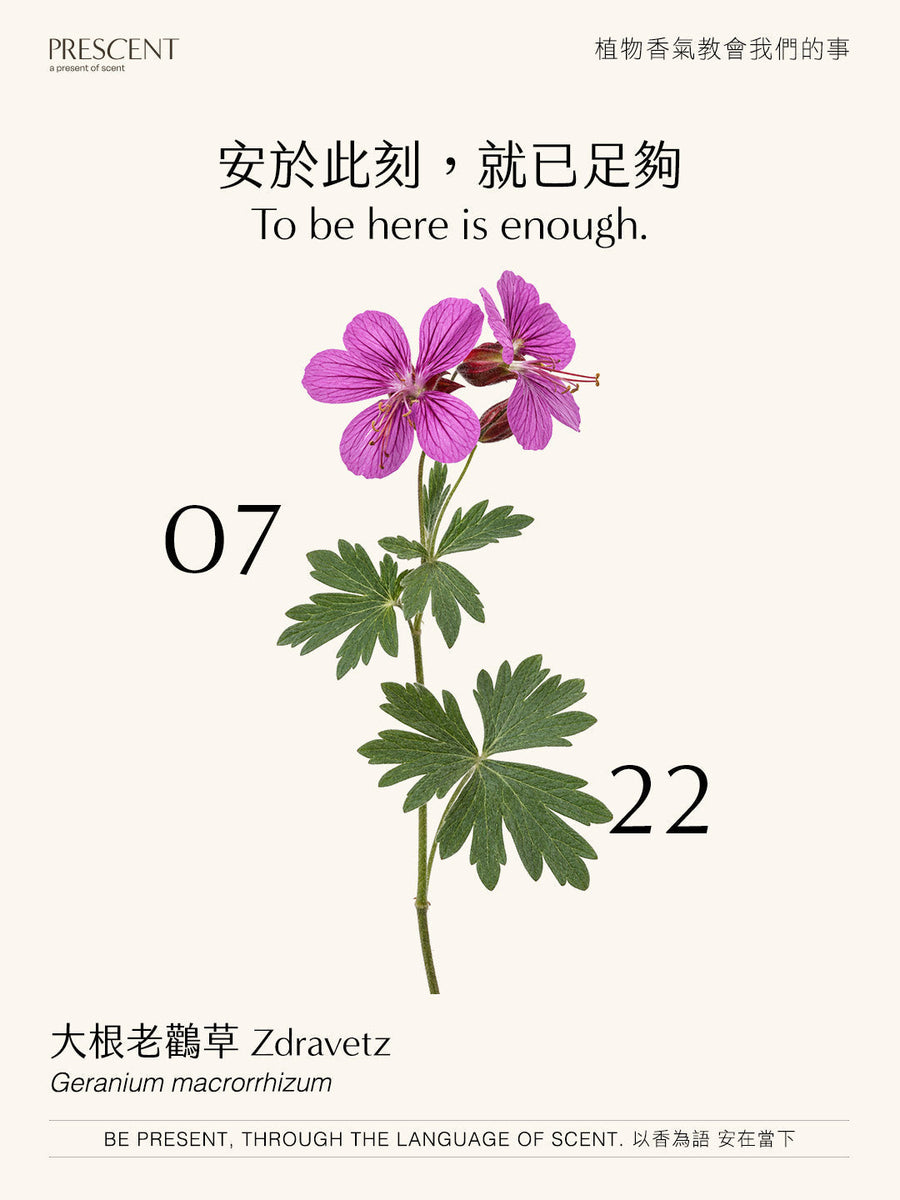 2026.07.22 ｜ 大根老鸛草 Zdravetz
