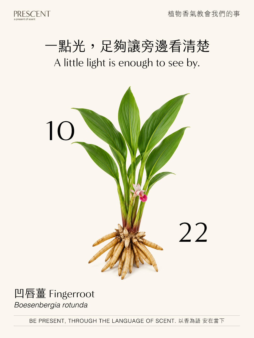 2026.10.22｜凹唇薑 Fingerroot