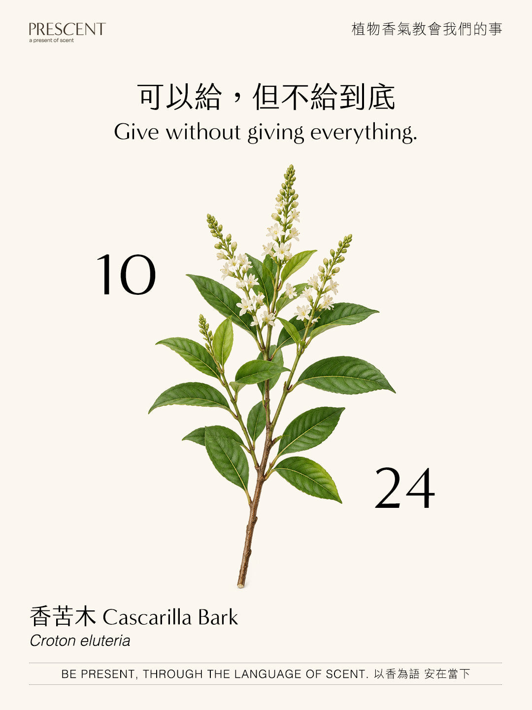 2026.10.24｜香苦木 Cascarilla Bark
