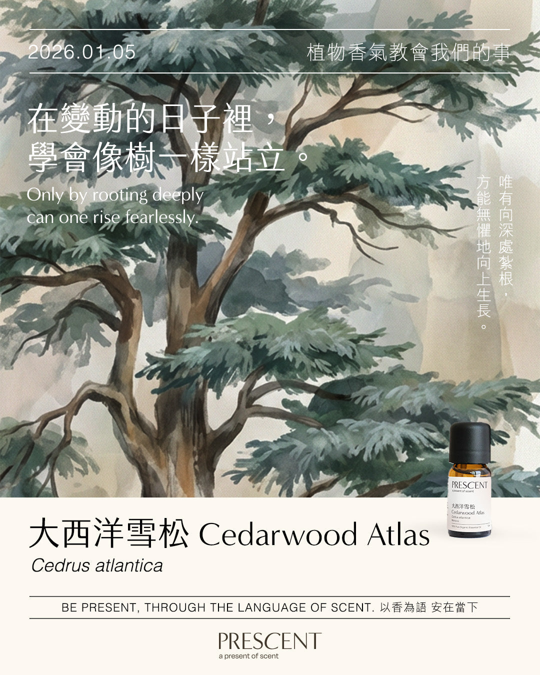 2026.01.05｜大西洋雪松 Cedarwood Atlas