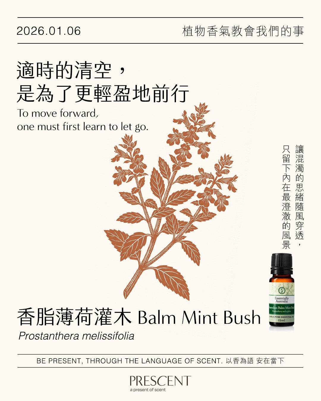 2026.01.06｜澳洲香脂薄荷灌木 Australian Balm Mint Bush