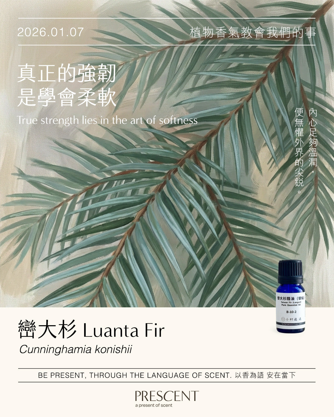 2026.01.07｜巒大杉 Luanta Fir