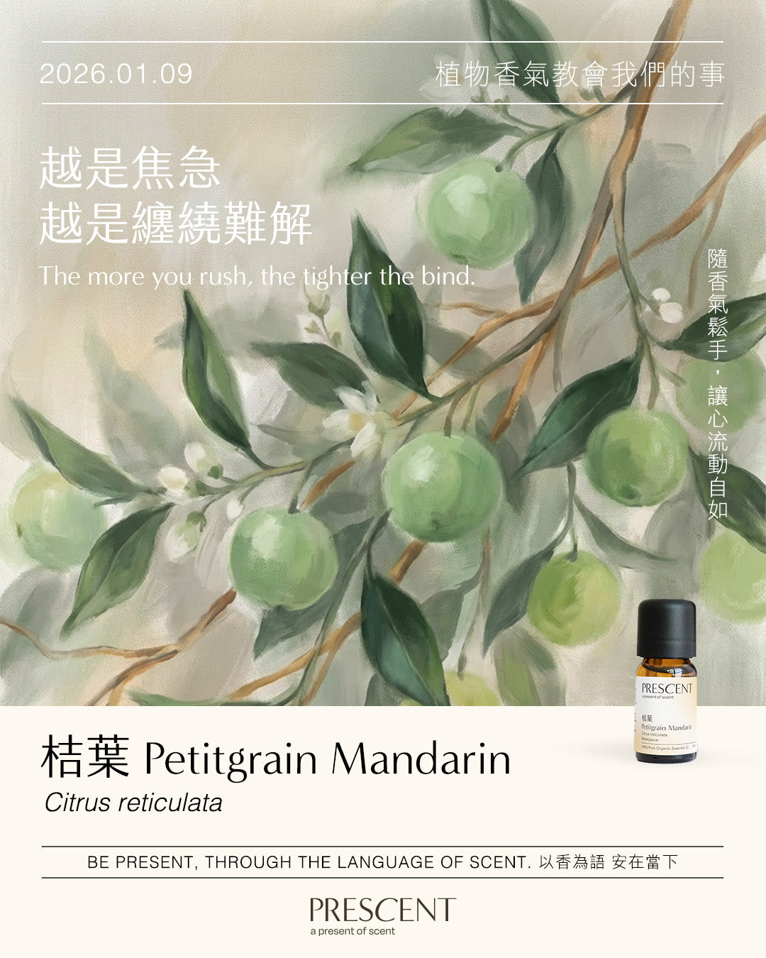 2026.01.09｜桔葉 Petitgrain Mandarin