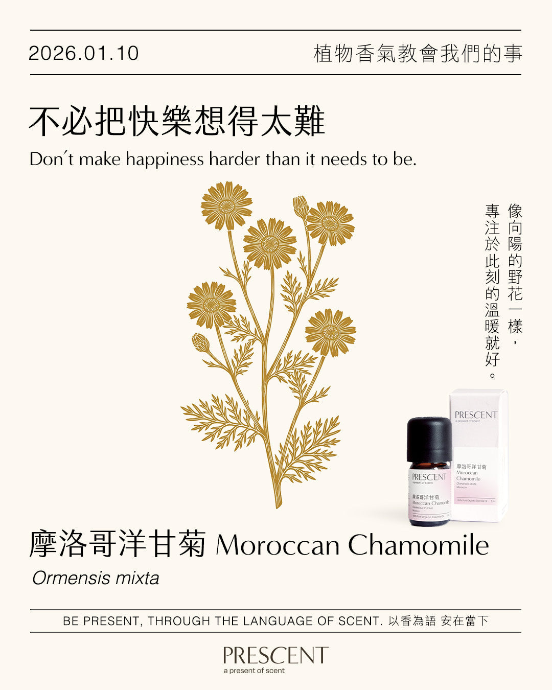 2026.01.10｜摩洛哥洋甘菊 Moroccan Chamomile