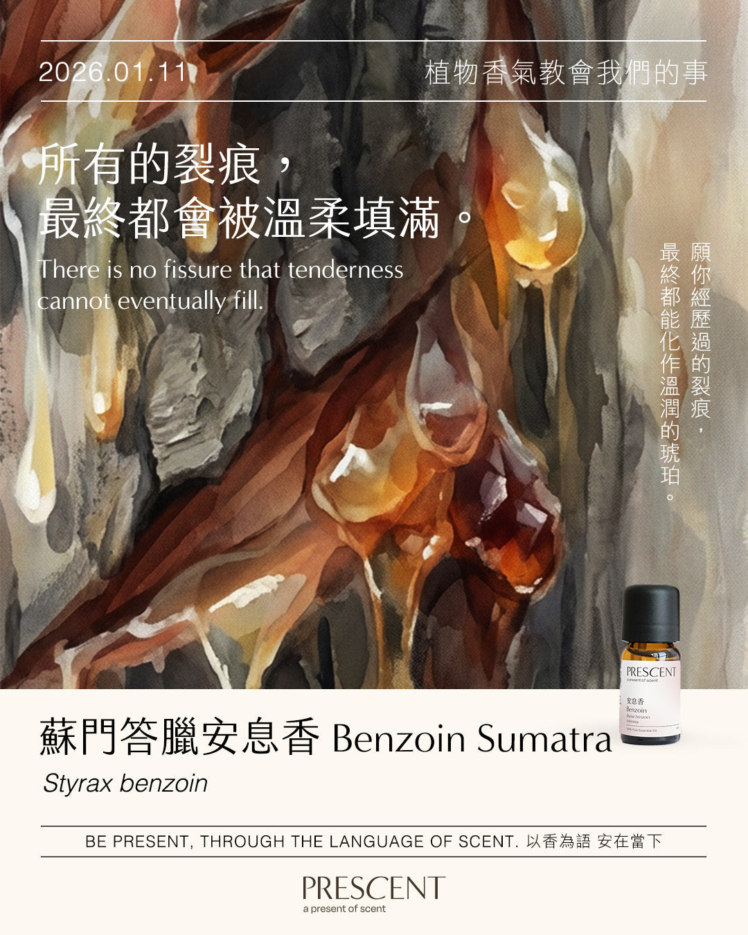2026.01.11｜蘇門答臘安息香 Benzoin Sumatra
