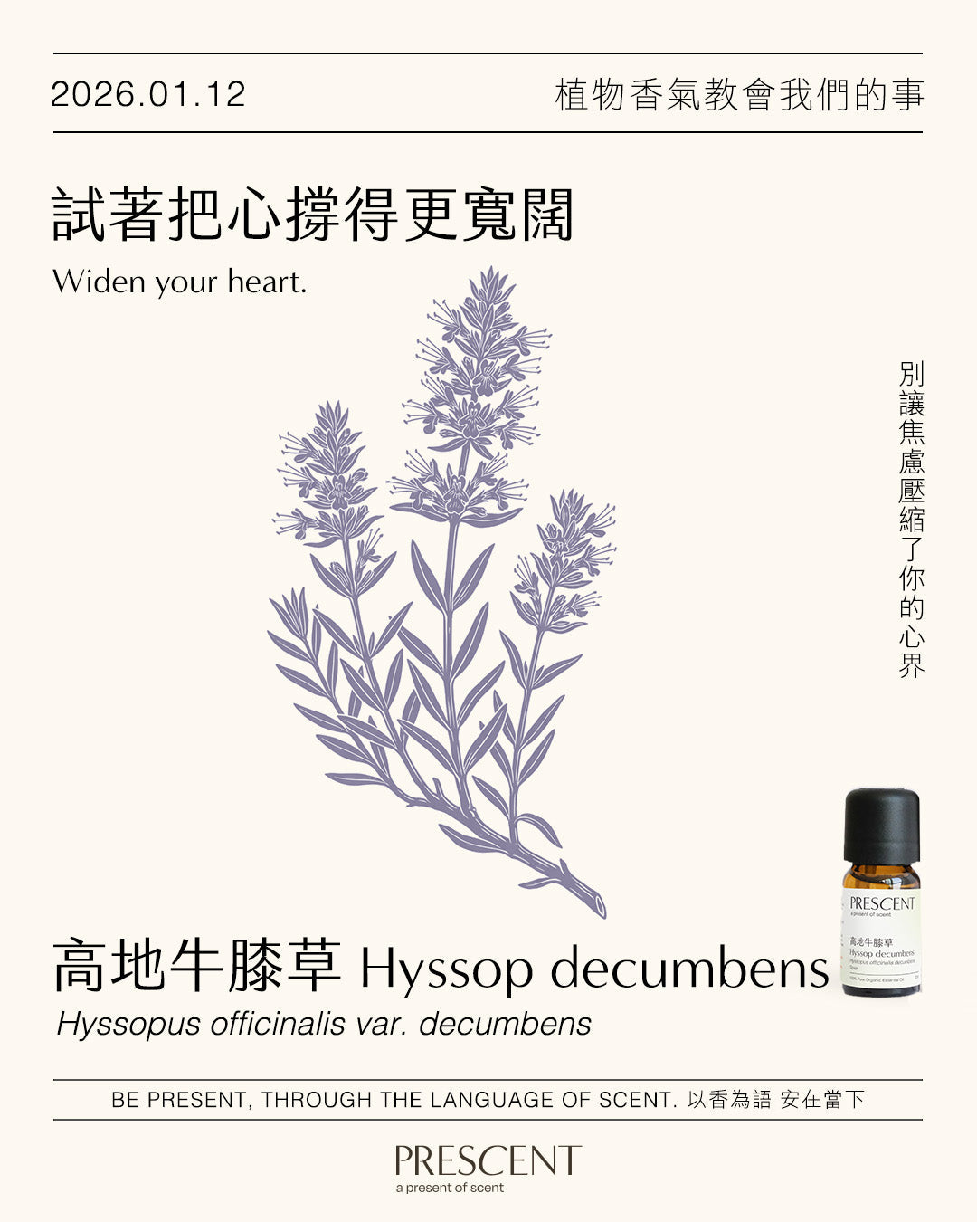 2026.01.12｜高地牛膝草 Hyssop decumbens