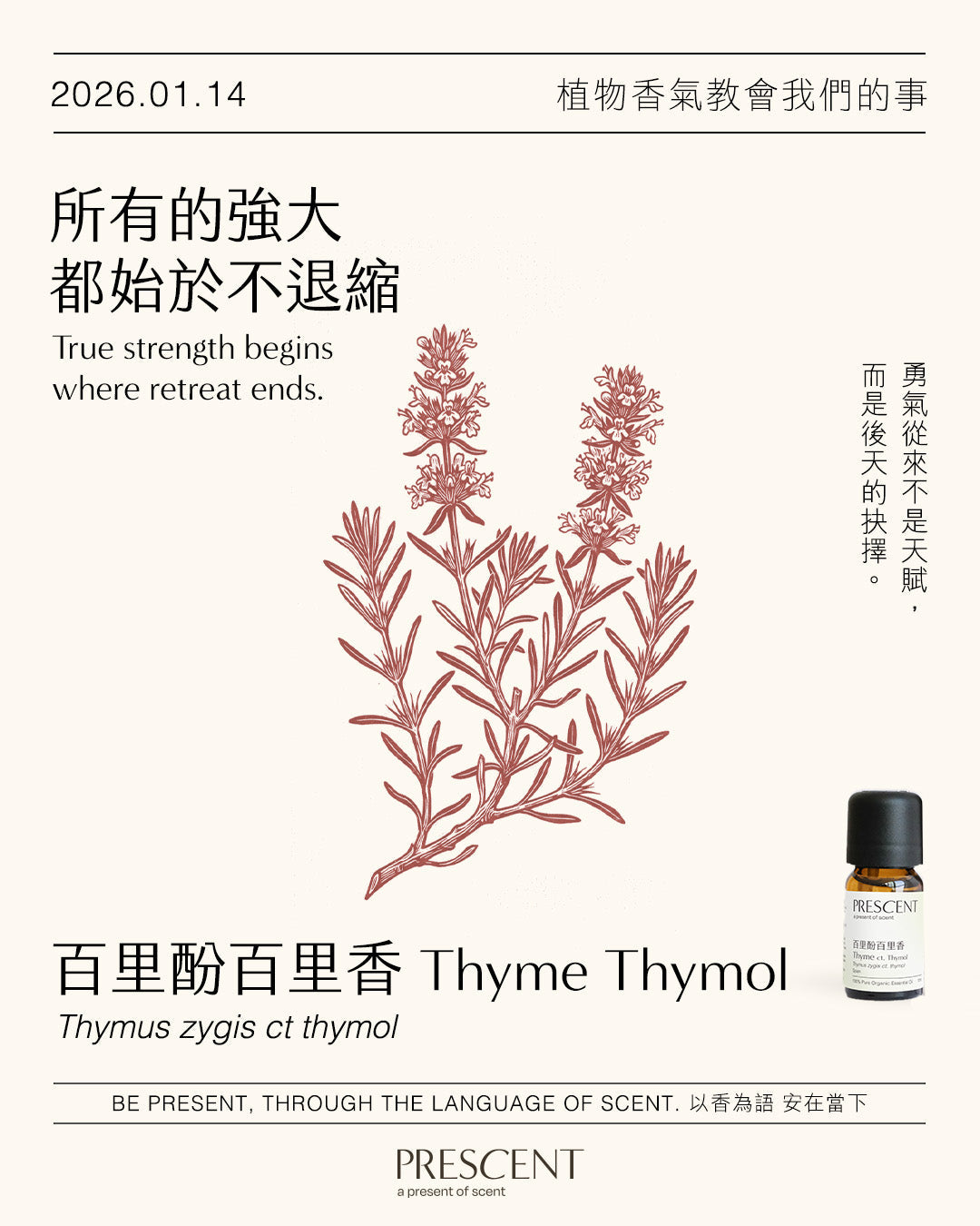 2026.01.14｜百里酚百里香 Thyme Thymol