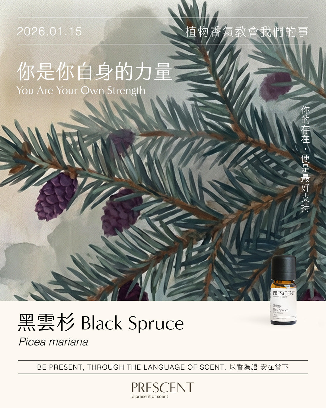 2026.01.15｜黑雲杉 Black Spruce
