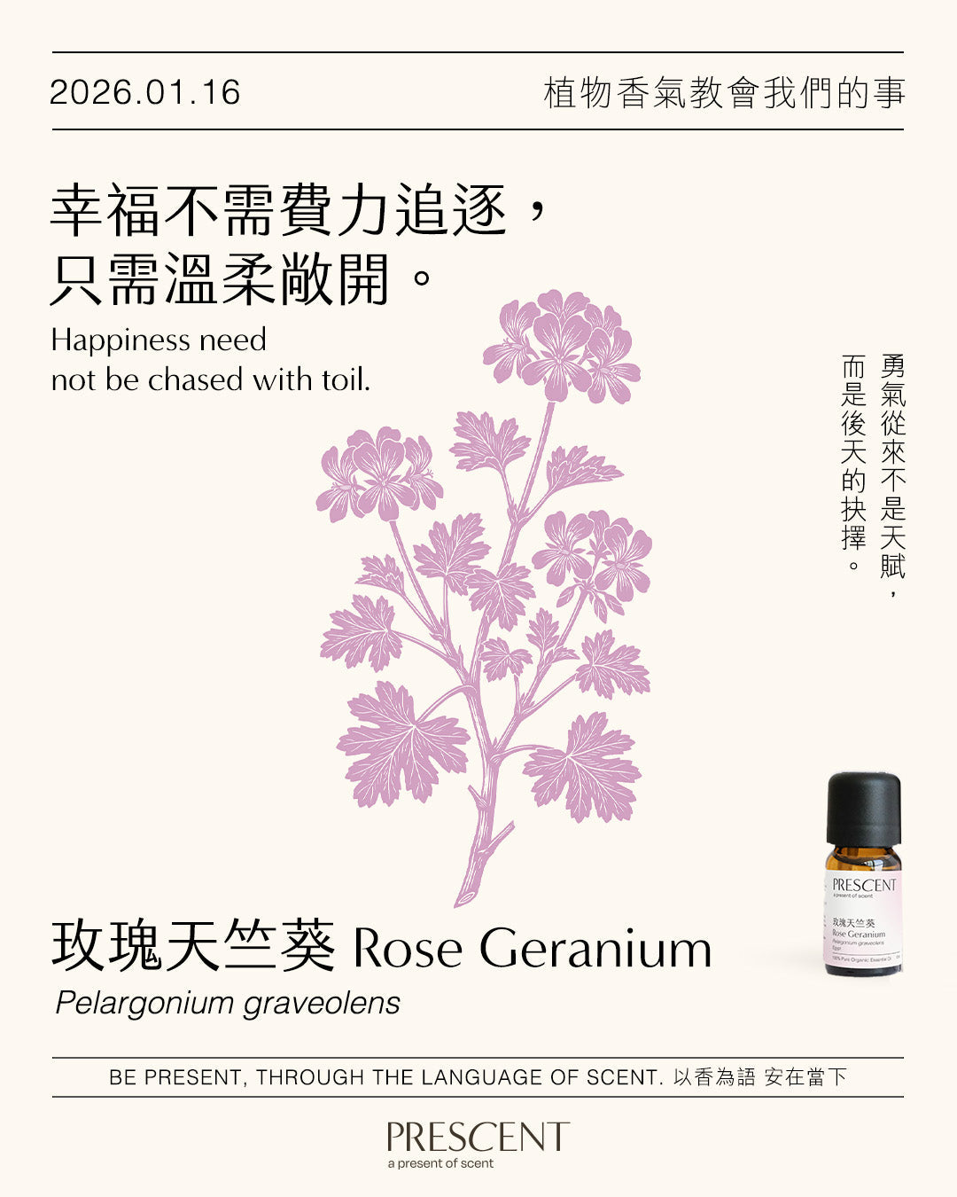 2026.01.16｜玫瑰天竺葵 Rose Geranium