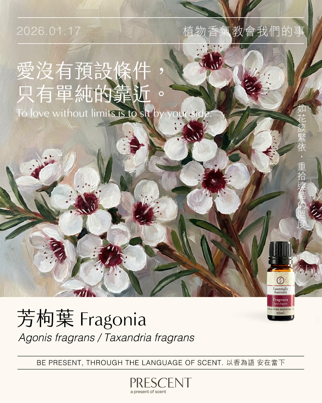 2026.01.17｜芳枸葉 Fragonia