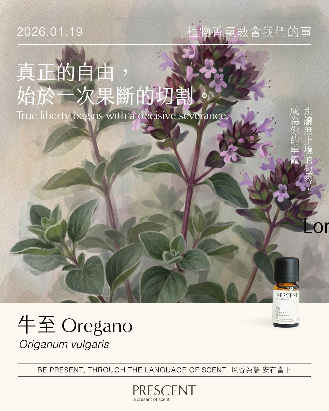 2026.01.19｜牛至 Oregano