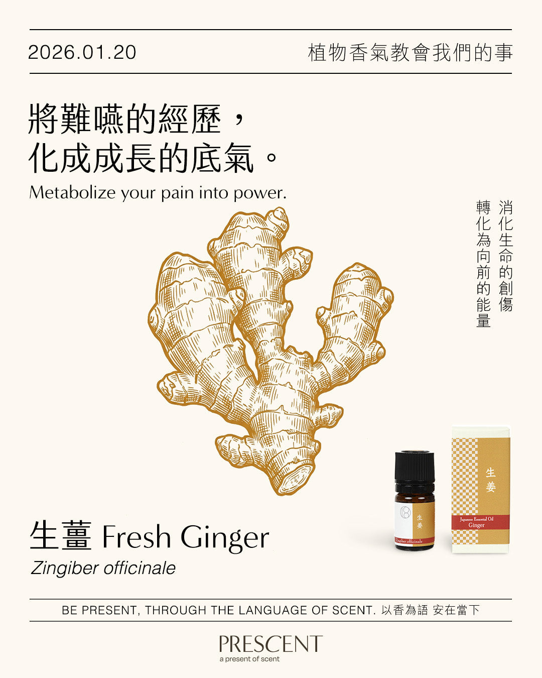 2026.01.20｜大寒 ‧ 生薑 Fresh Ginger