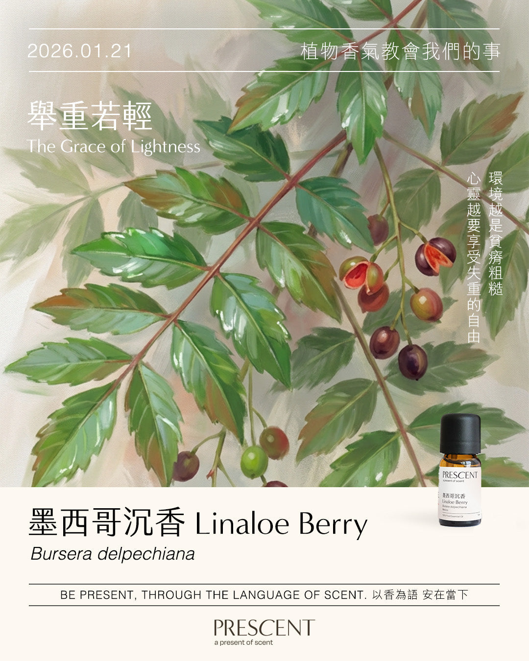 2026.01.21｜墨西哥沉香 Linaloe Berry