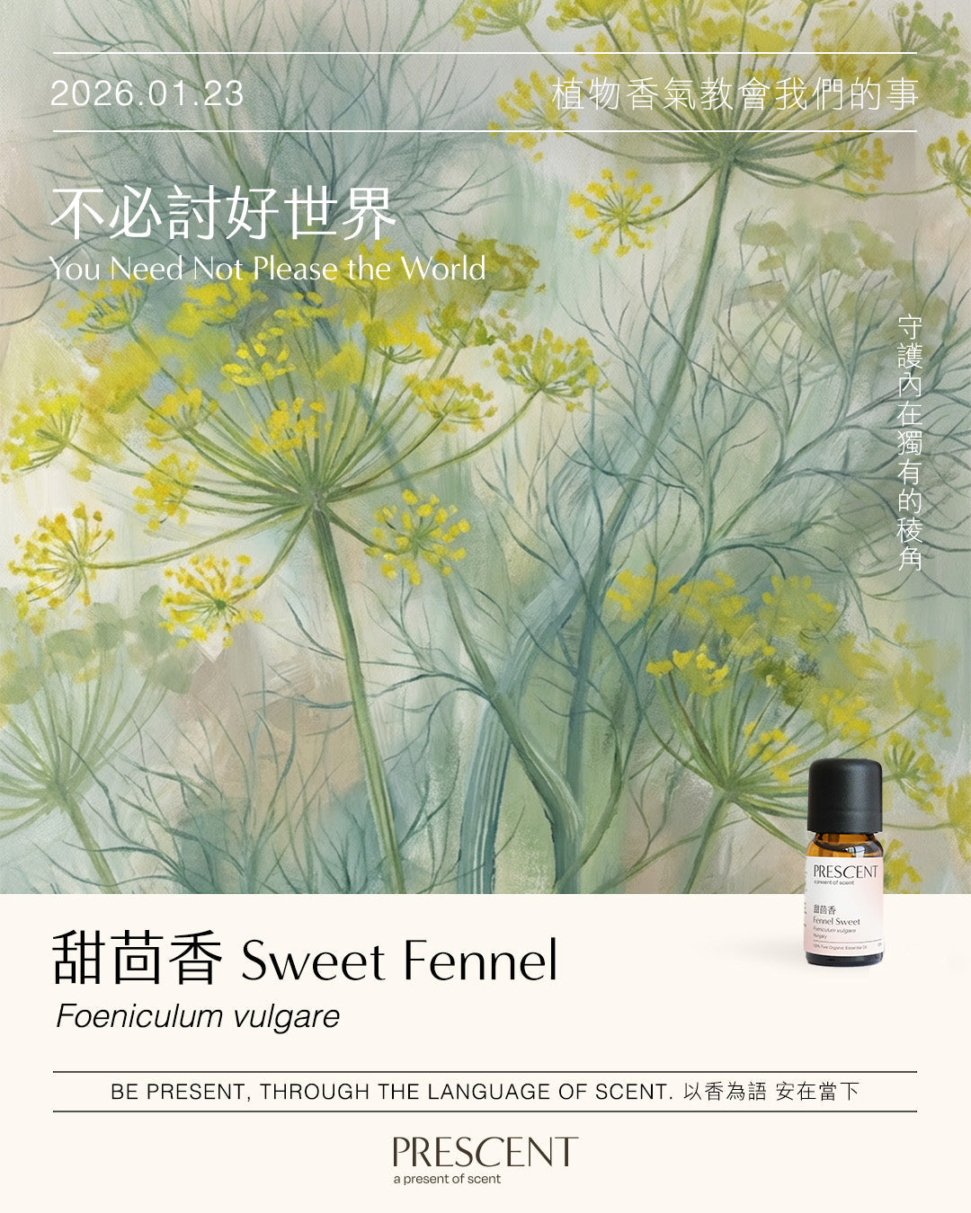 2026.01.23｜甜茴香 Sweet Fennel