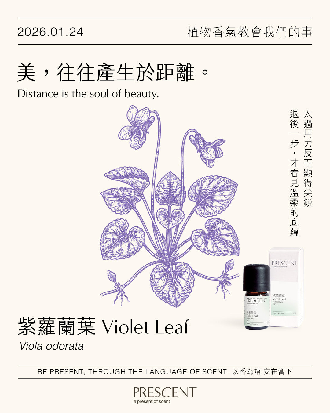 2026.01.24｜紫羅蘭葉 Violet Leaf