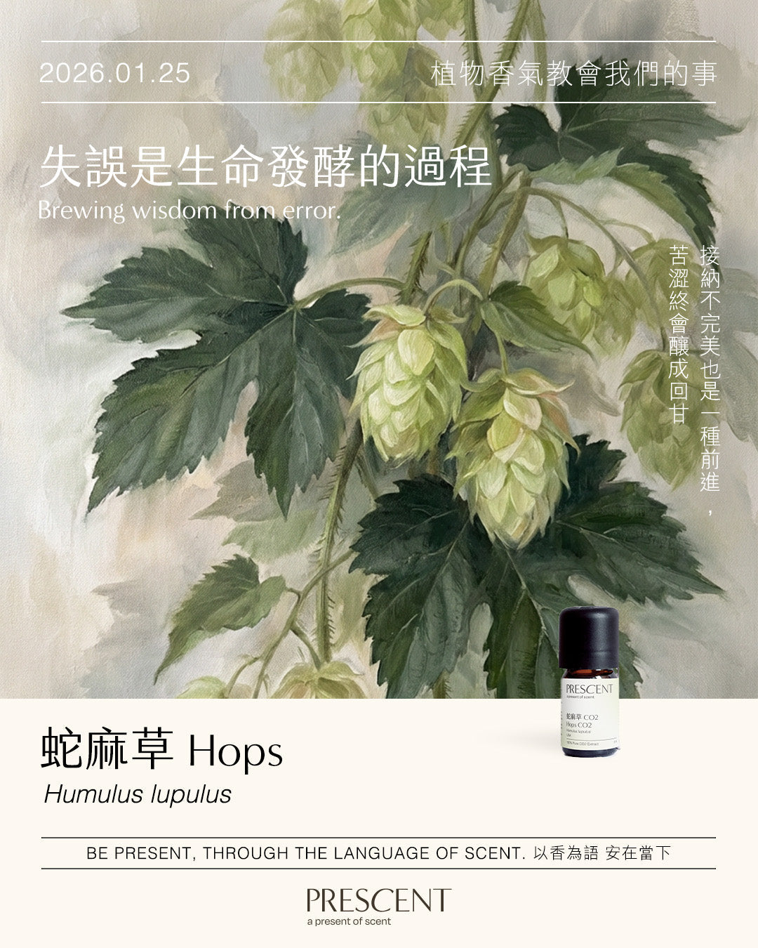 2026.01.25｜蛇麻草 Hops