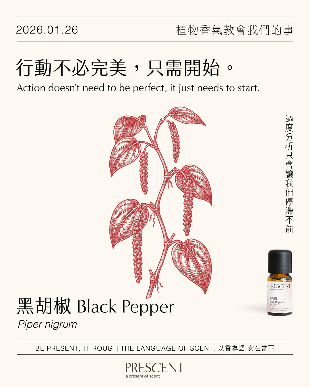 2026.01.26｜黑胡椒 Black Pepper