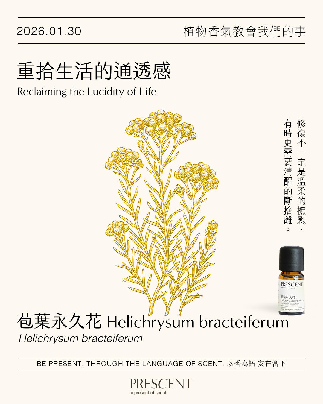 2026.01.30｜苞葉永久花 Helichrysum bracteiferum