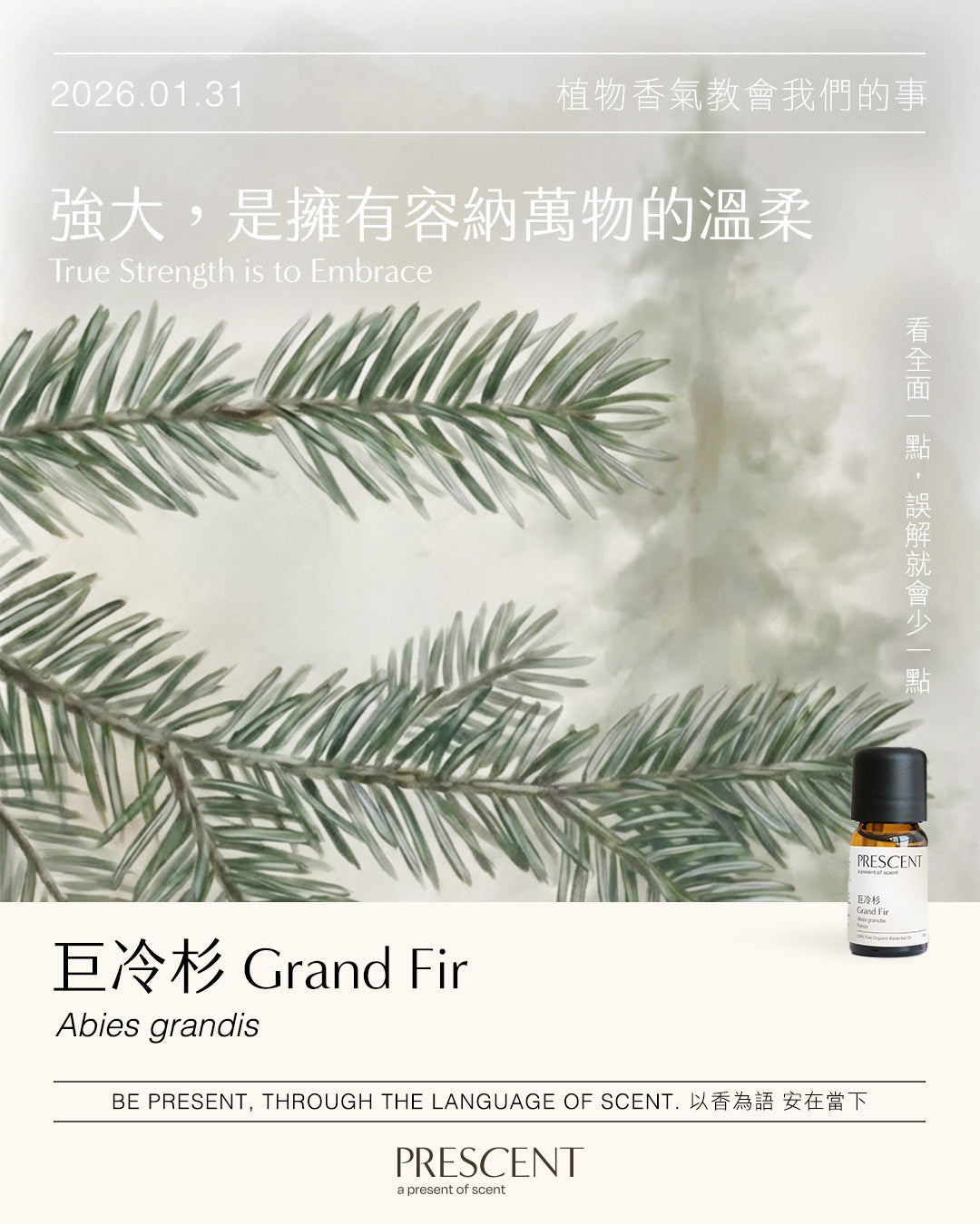 2026.01.31｜巨冷杉 Grand Fir
