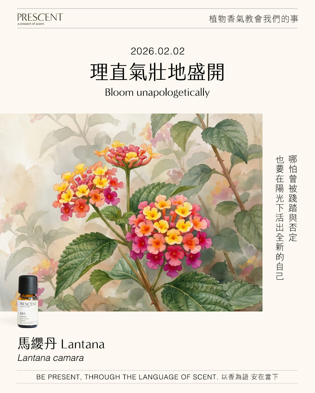 2026.02.02｜馬櫻丹 Lantana