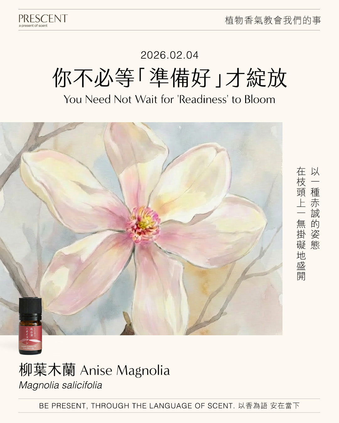 2026.02.04｜柳葉木蘭 Anise Magnolia