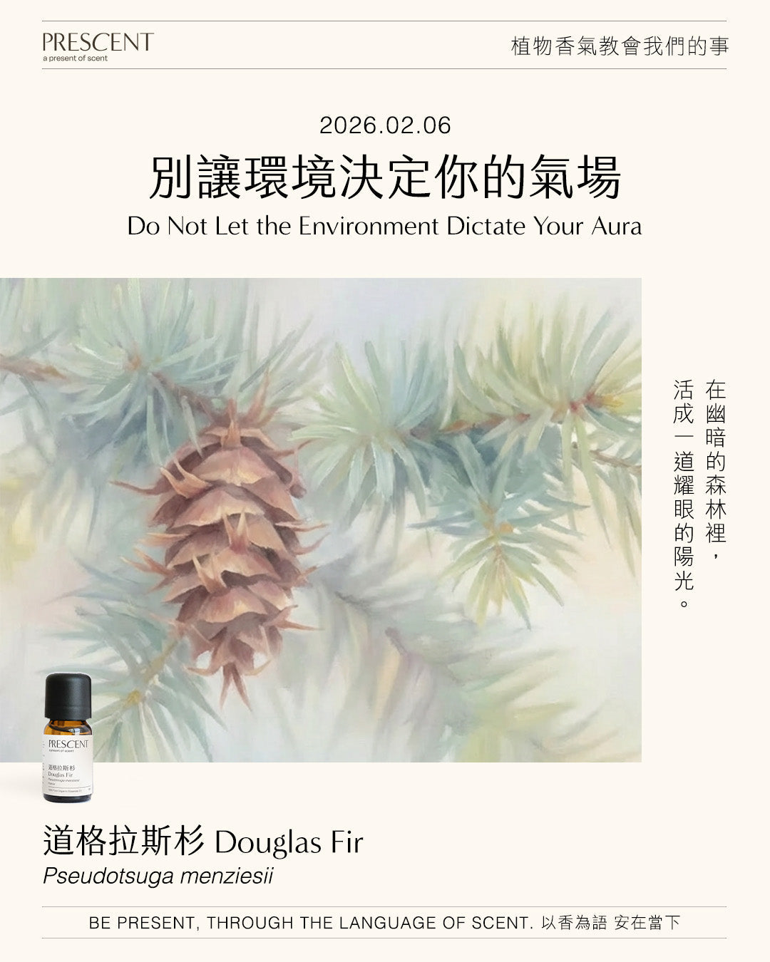 2026.02.06｜道格拉斯杉 Douglas Fir