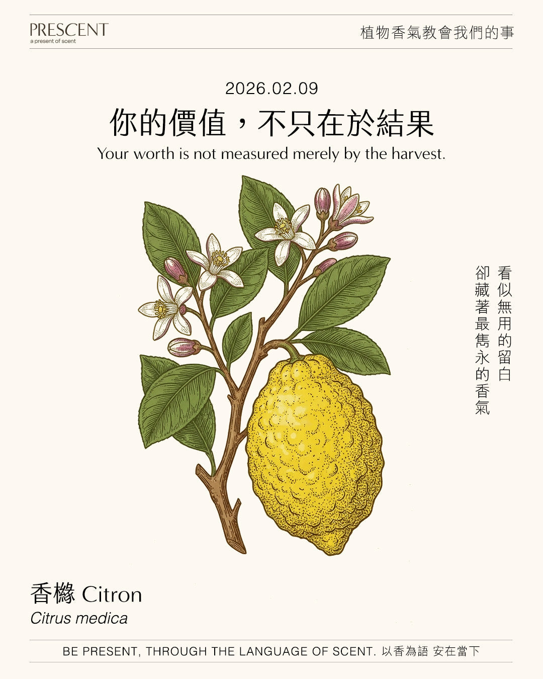 2026.02.09｜香櫞