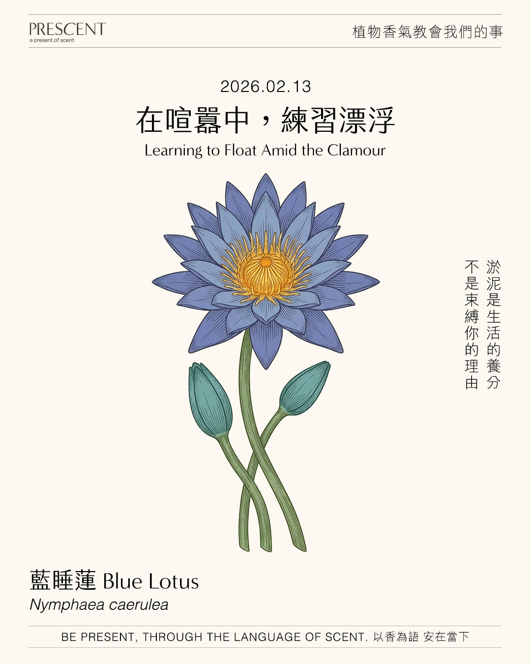 2026.02.13｜藍睡蓮 Blue Lotus