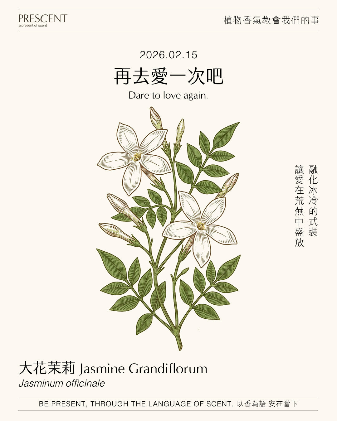 2026.02.15｜大花茉莉 Jasmine Grandiflorum